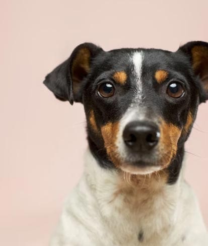 Photo of a puppy
